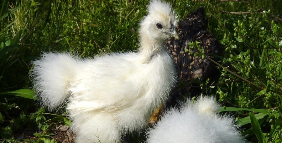 Silkie Chickens are beautiful 