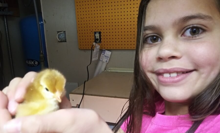 Spend time with baby chicks (1)