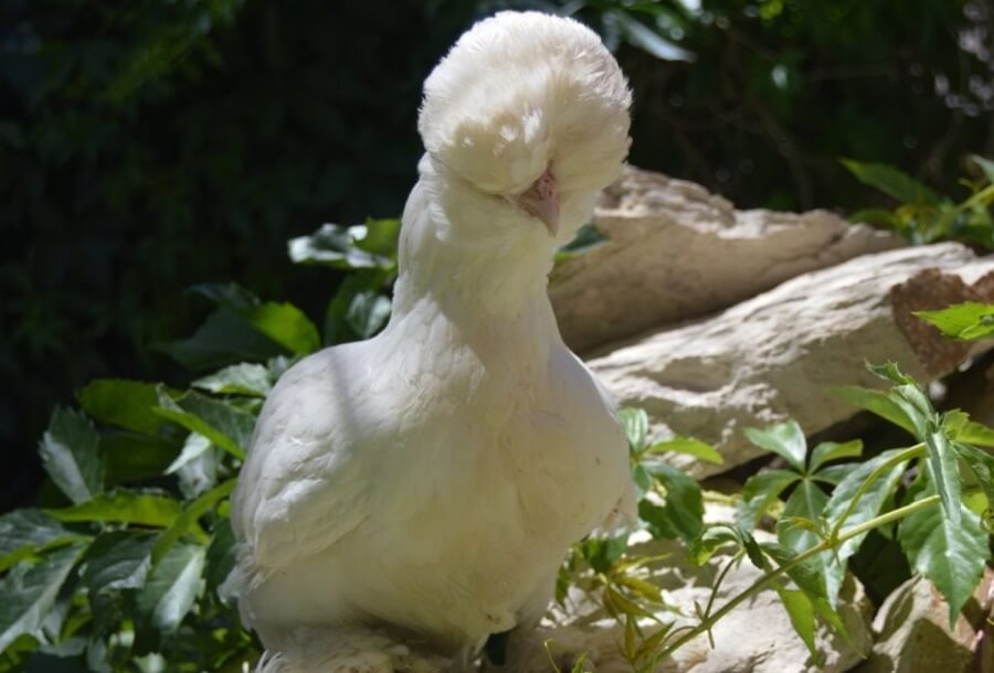 Sultan Chicken are noble birds