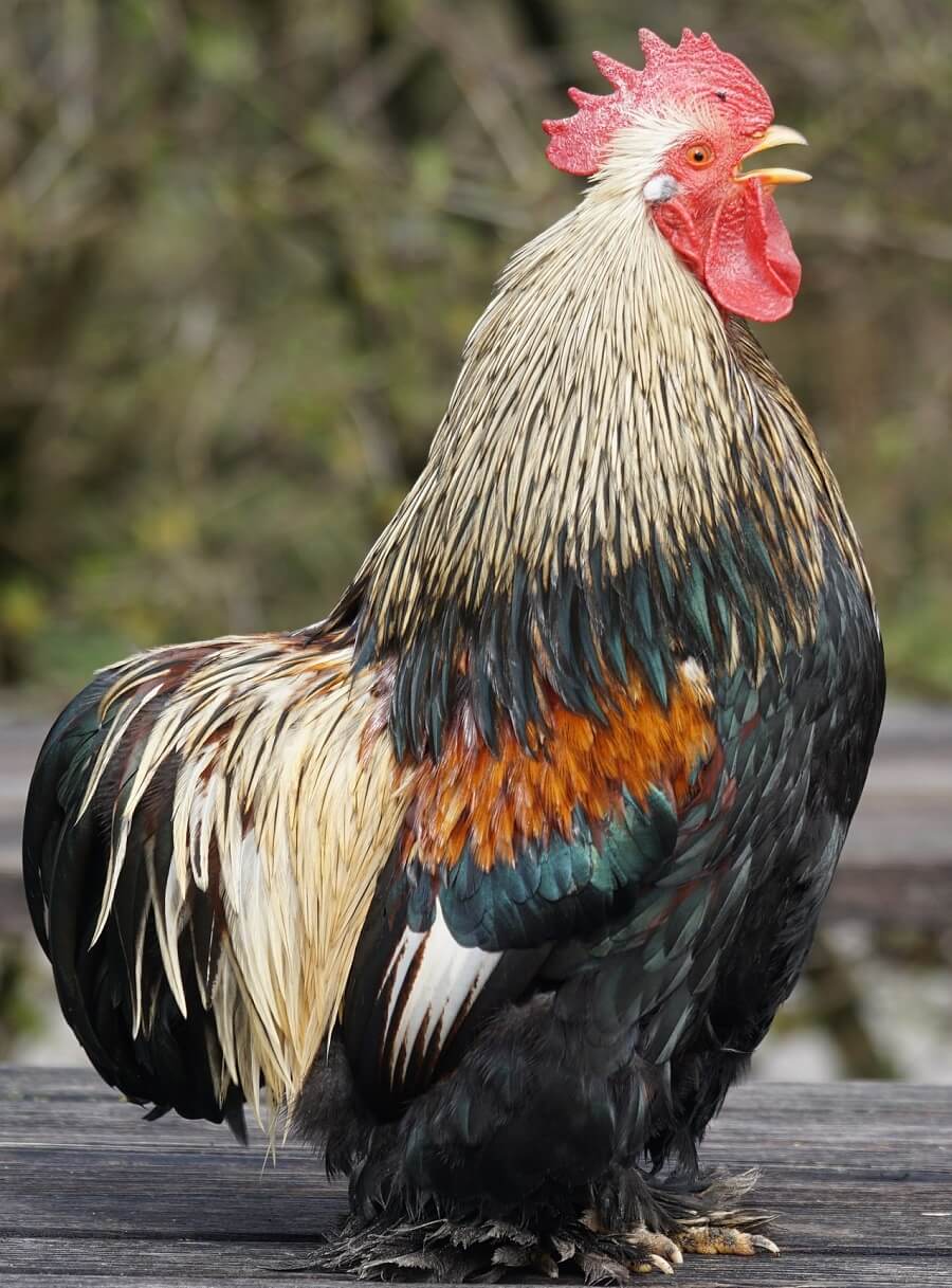 cochin chickens are regal and lovely