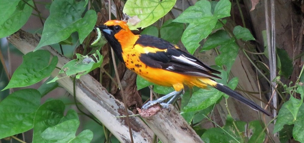 How to place oriole bird feeders (1)