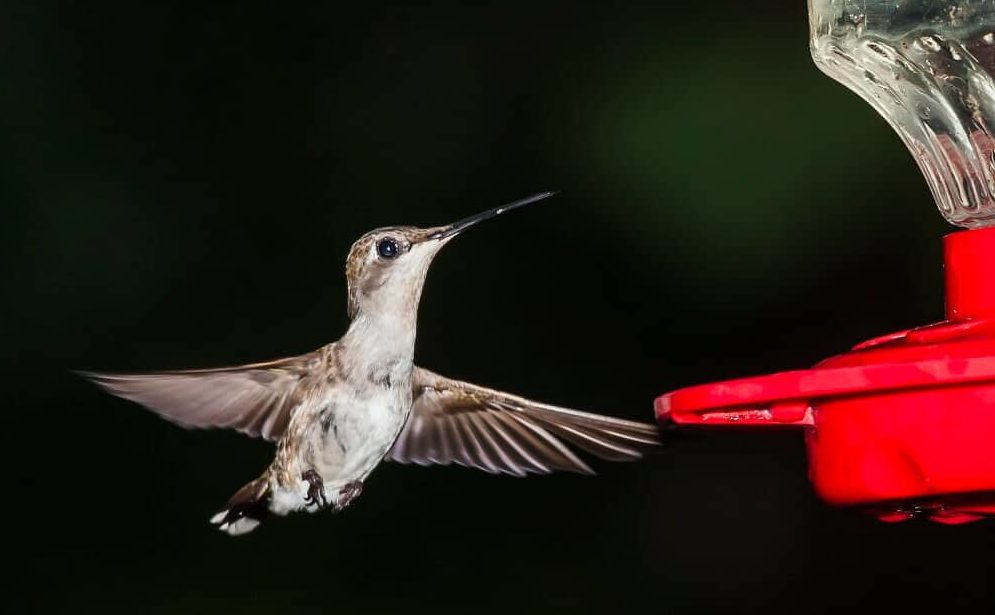 Hummingbirds are attracted to the color red (1)