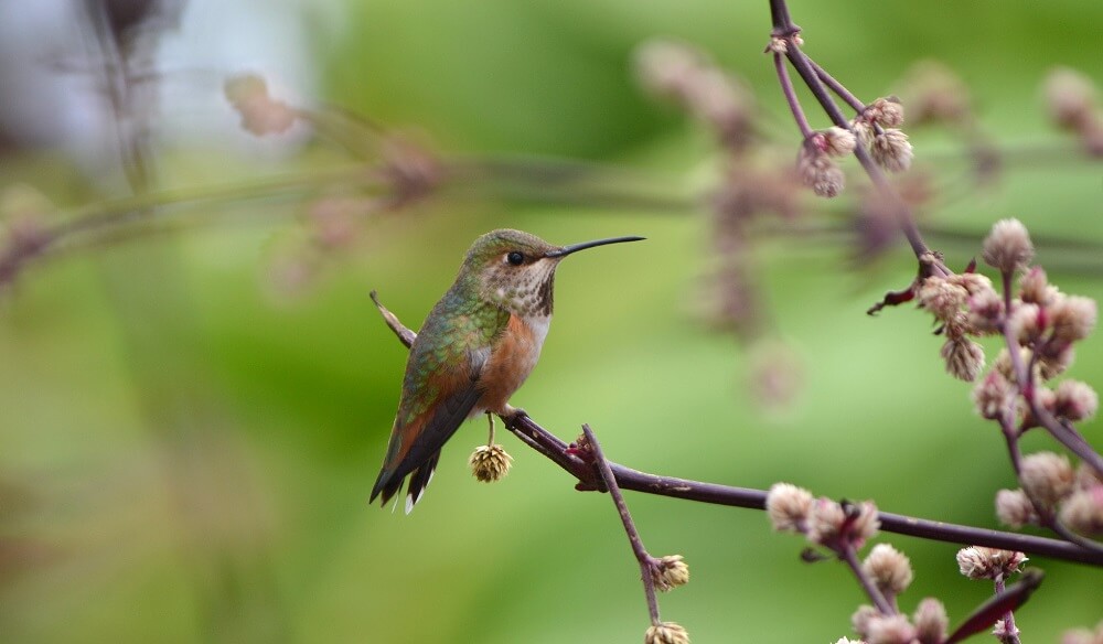 Hummingbirds like to perch where they can see food