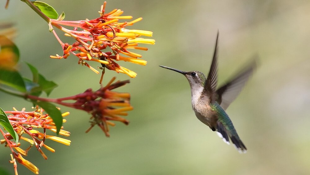 Hummingbirds love long flowers with red (1)