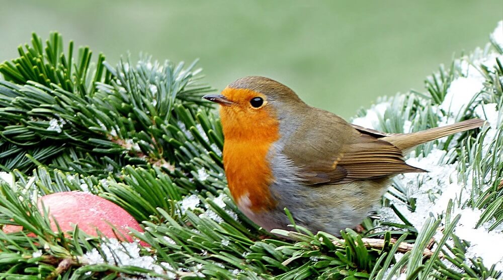 Many robins stay all year round (1)