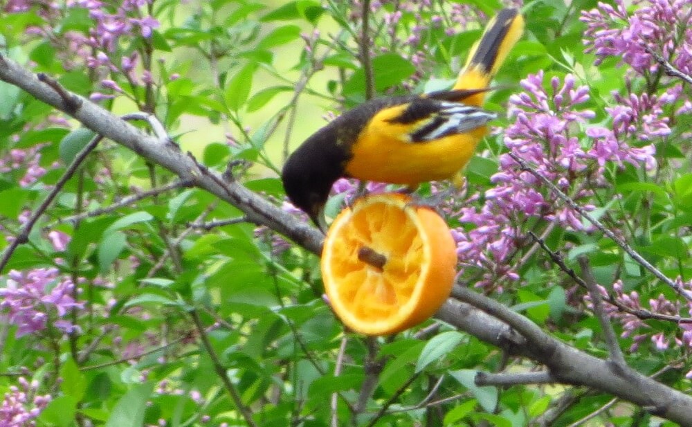 Orioles like to eat high in tree tops (1)