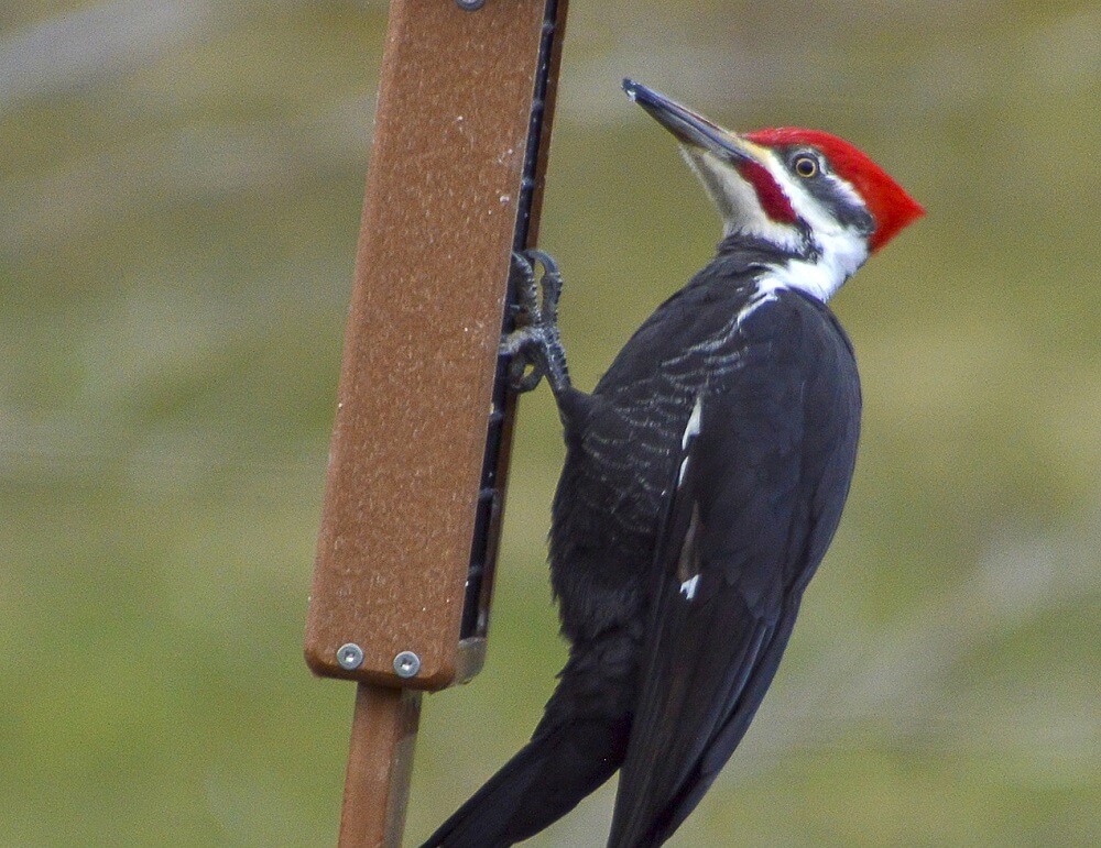 Suet feeders attract specific birds (1)