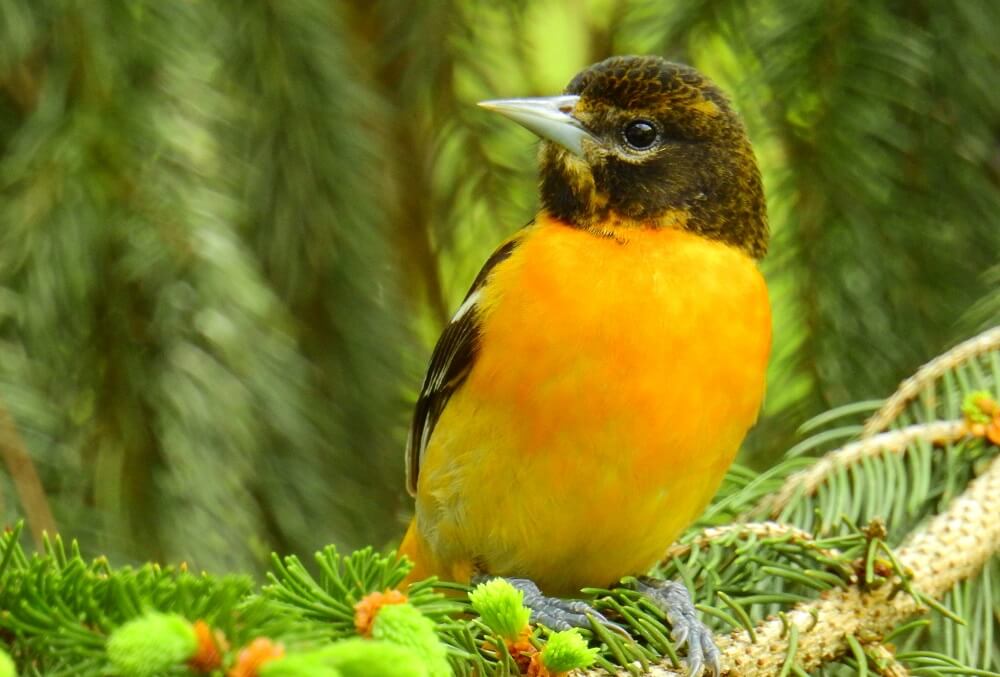 Where And When To Place An Oriole Bird Feeder To Attract Birds To