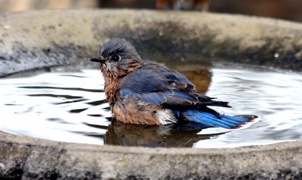 bluebirds love water baths (1)