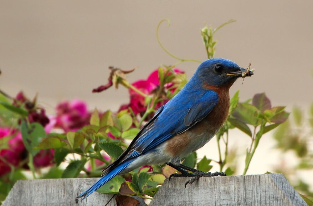 bluebirds need mealworms (1)
