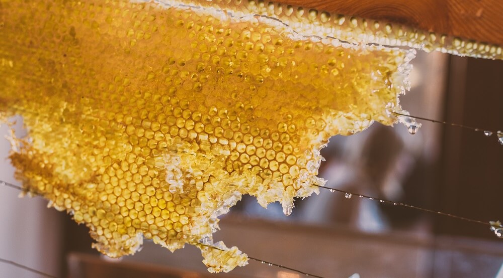 Honey is only made by bees (1)