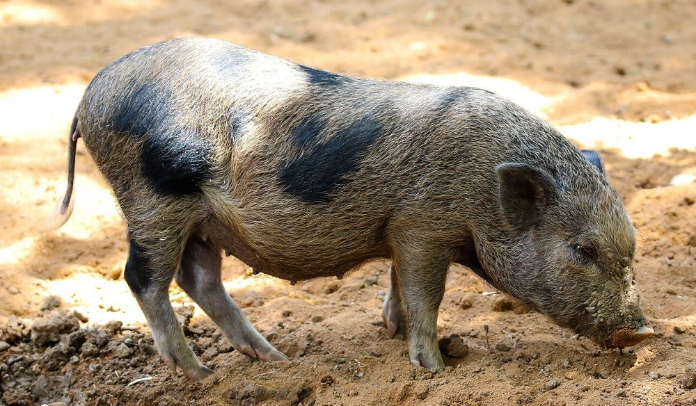 A few breeds of domestic pigs have straight tails (1)