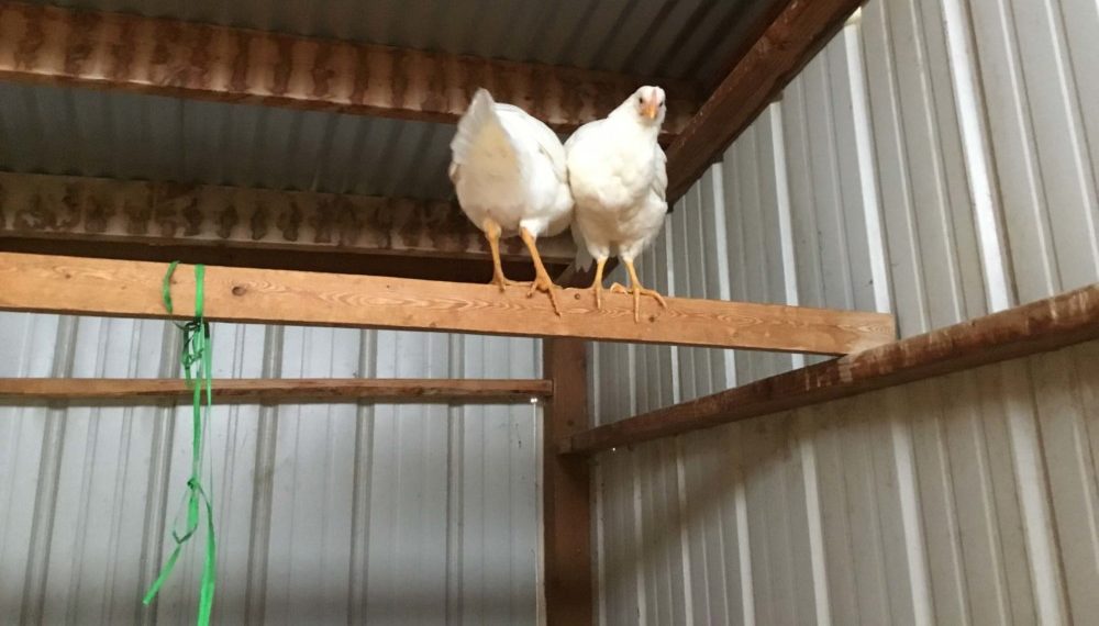 Chickens need roosting space for all chickens