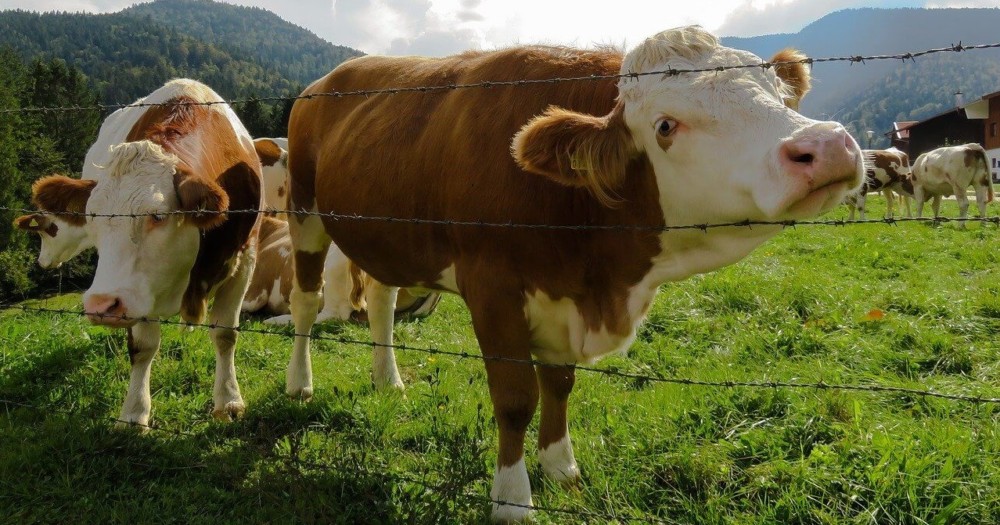 Cows will rub along a fence for weak points
