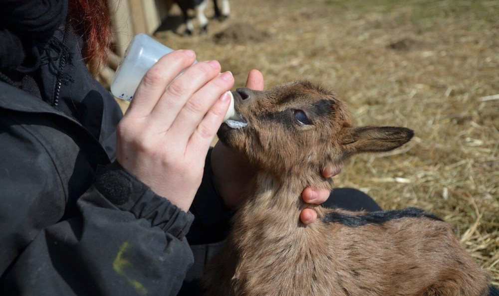 Enterotoxemia is caused by overfeeding baby goats