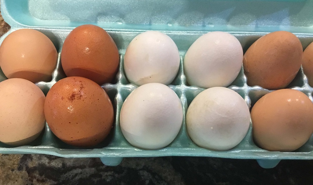 Get your hens consistently laying eggs (1)