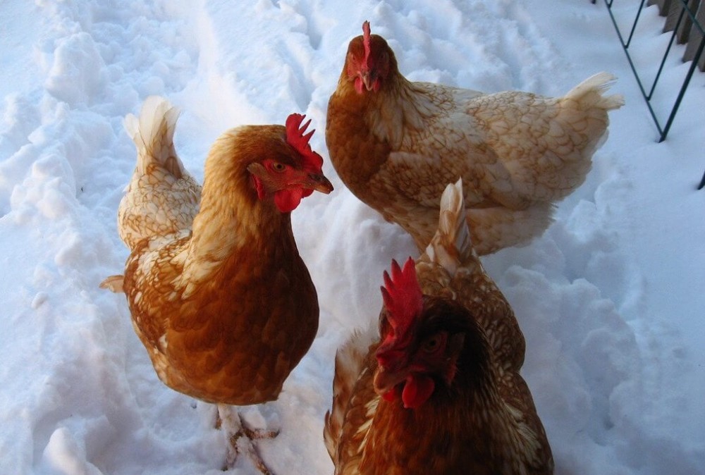 How to keep hens laying eggs in the winter (1)