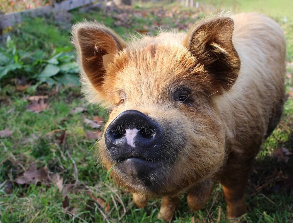 Kunekune pigs are often sold as teacup pigs (1)