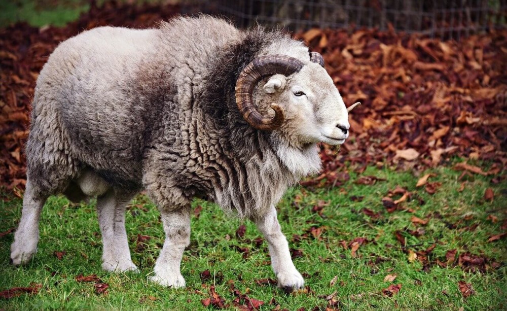 Many breeds of sheep have large horns