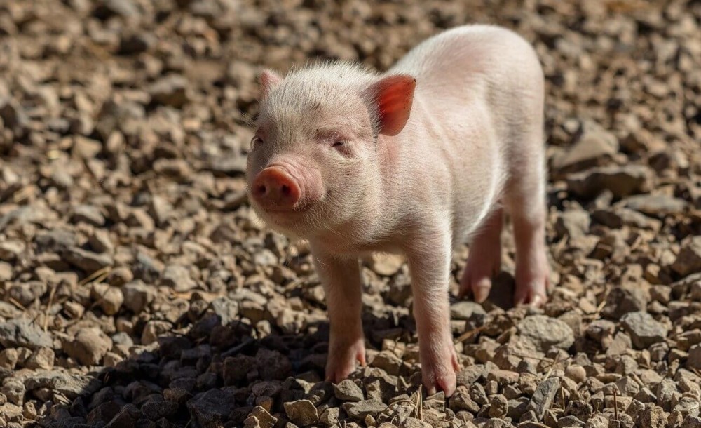 Piglets are most easily trained as pets (1)
