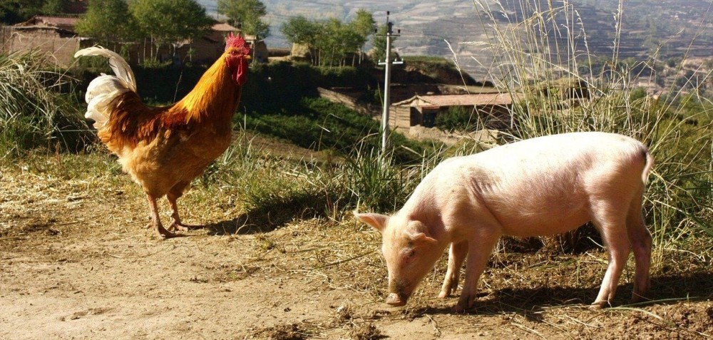 Pigs need pleanty of space to house with chickens (1)