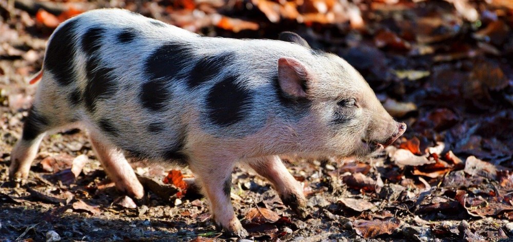 Pot Bellied pigs are one of the smallest pig breeds (1)