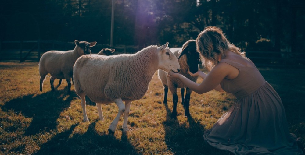 Sheep make great pets