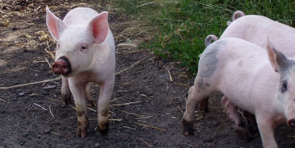 The size of the parents doesn't indicate the size of the piglet when grown (1)