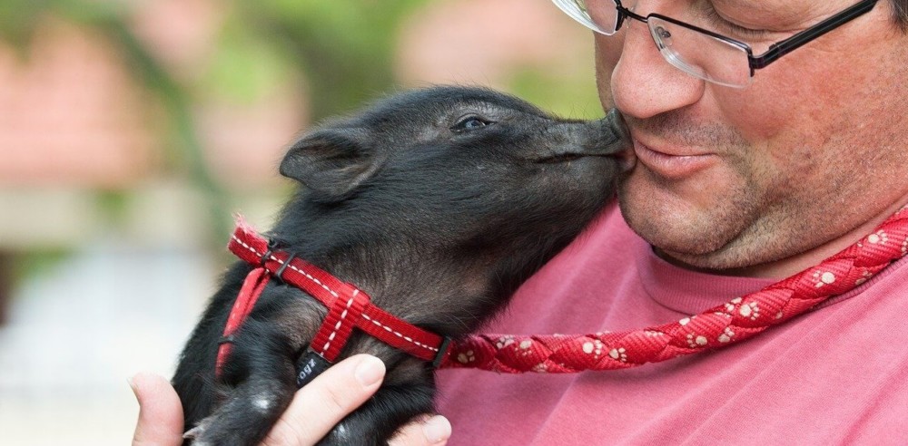 This potbellied pig was sold as a teacup pig, but will reach 200 lbs (1)