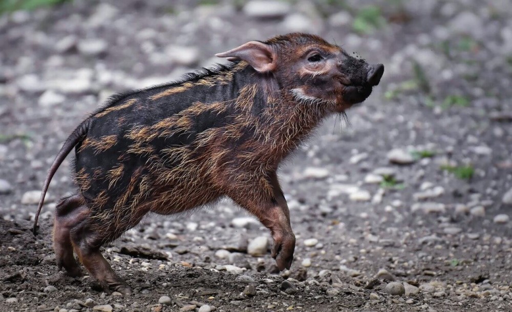 Wild Pigs don't have curly tails. This is a brush ear pig, a wild boar (1)