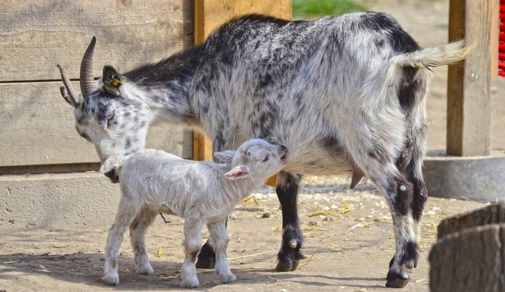 baby goats can have a mineral deficiency if their mamas are missing minerals