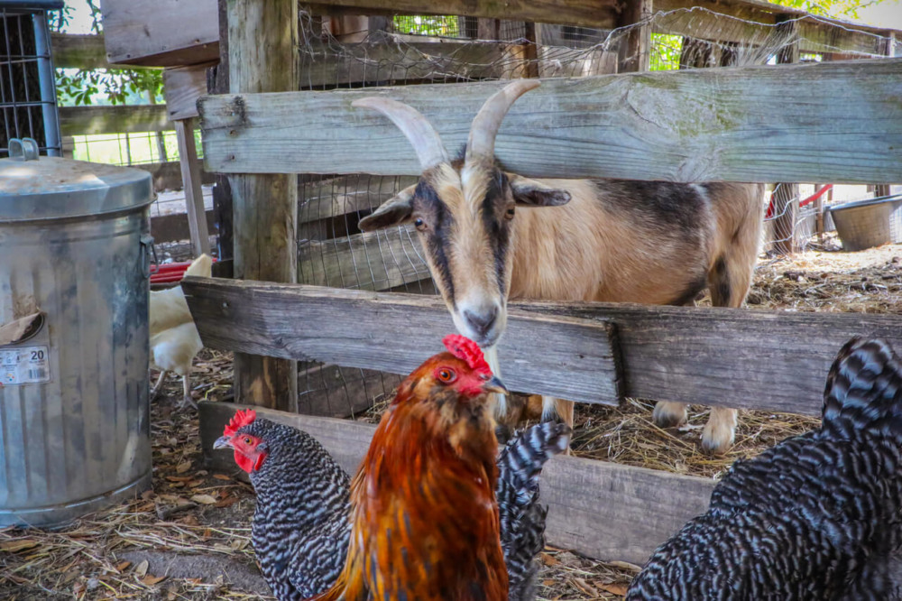 best ways to house goats and chickens together