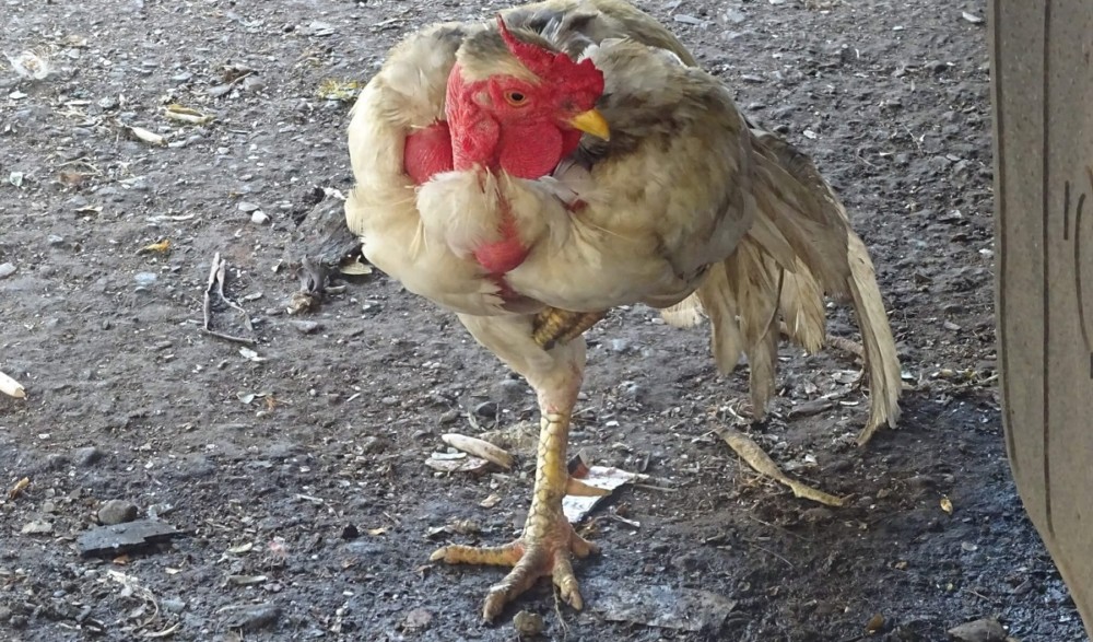chickens can live with only one leg (1)