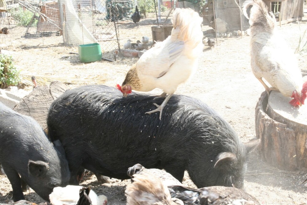 chickens can provide benefits for pigs (1)