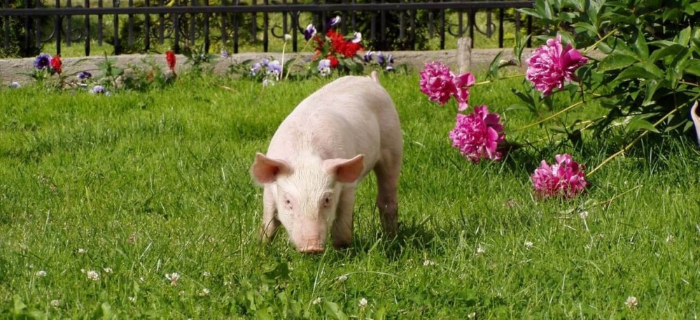 even indoor pet pigs need outside time (1)