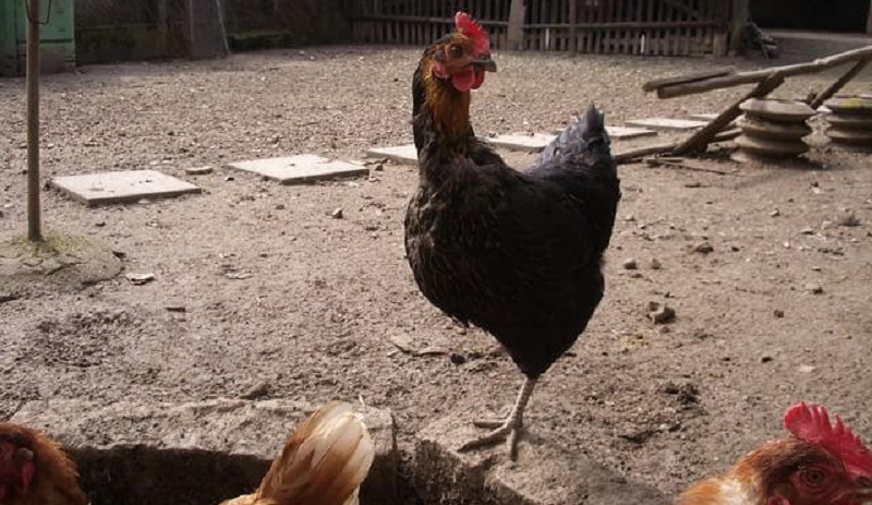 one legged chickens should still be active and alert (1)