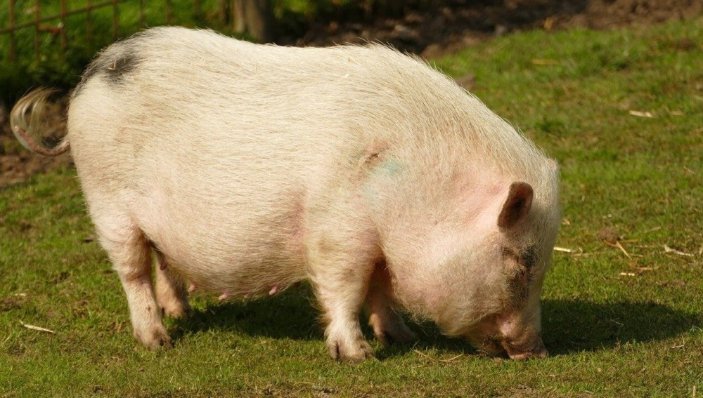 Kunekune pigs are one of the smallest pig breeds (1)