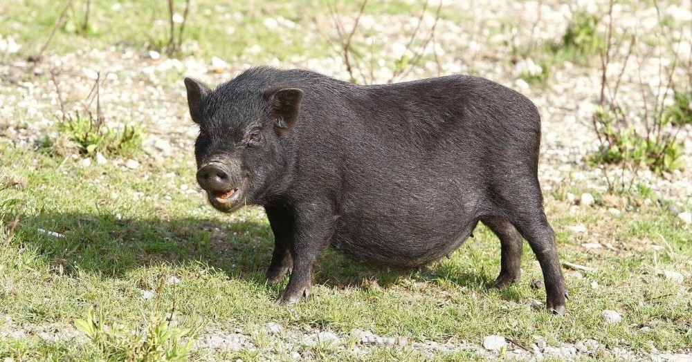 potbellied pigs are often called teacup pigs and can reach 150 lbs (1)