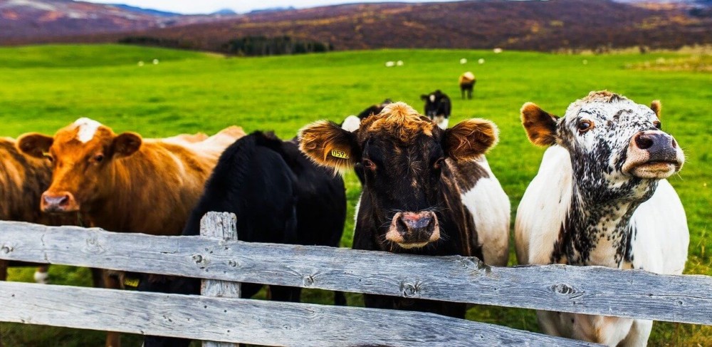 wooden fences can keep cows out