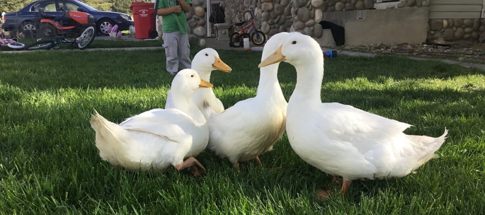 Ducks need other ducks (1)