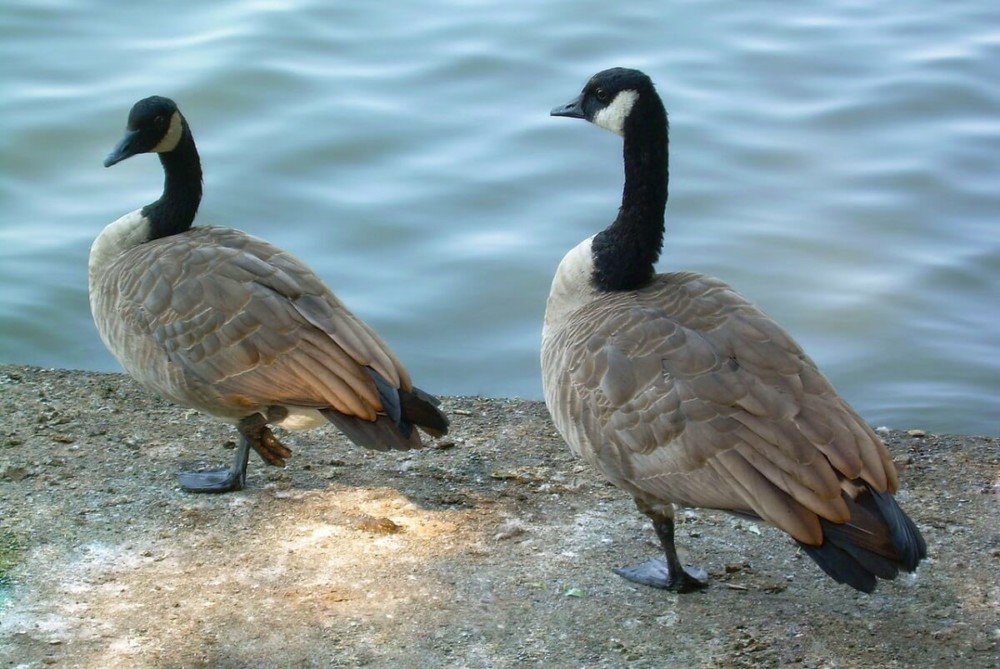 Once a goose chooses a partner, they are loyal (1)