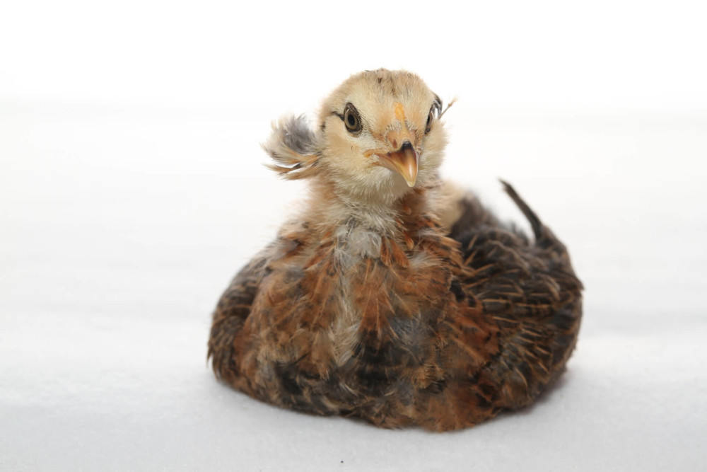 Araucana chick is adorable with tufts (1)