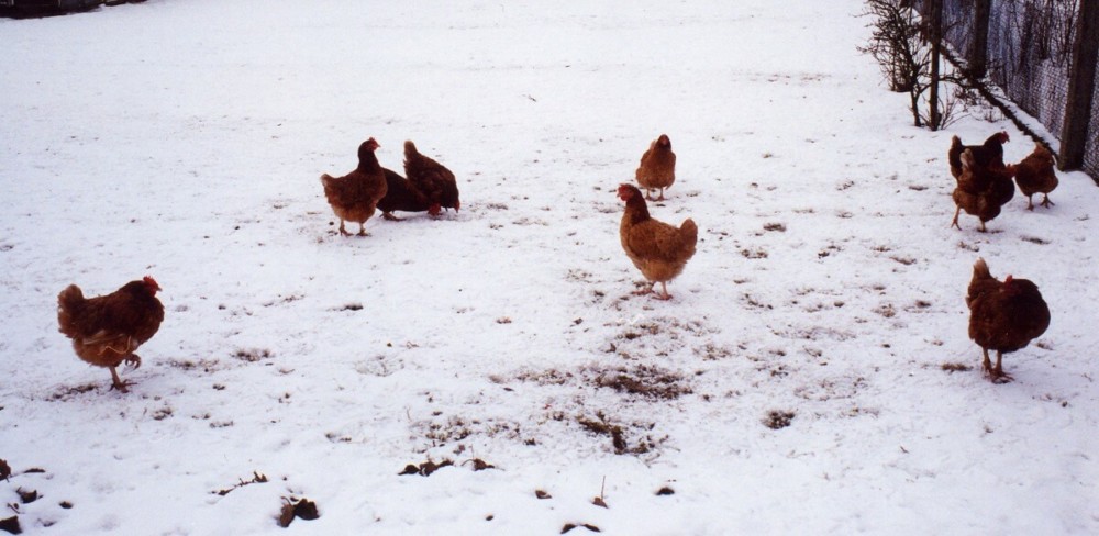 Chicken breeds that thrive in the cold (1)
