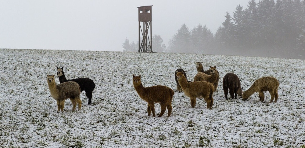 Alpacas do well in cold weather (1)