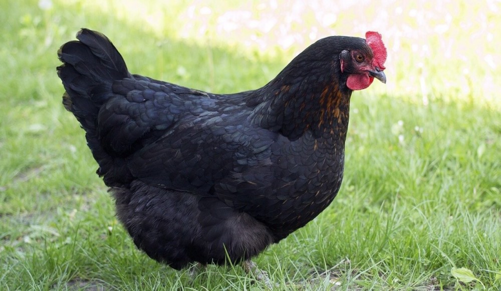 Black Chickens scare hawks (1)