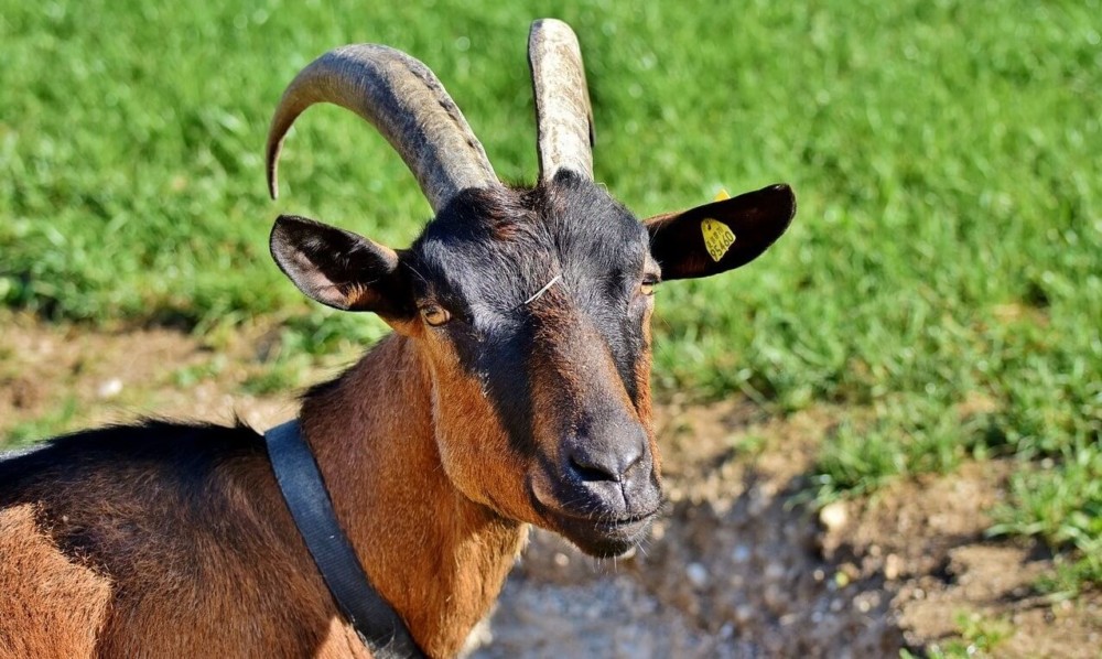 Goats are easily profitable on a small or large scale1 (1)