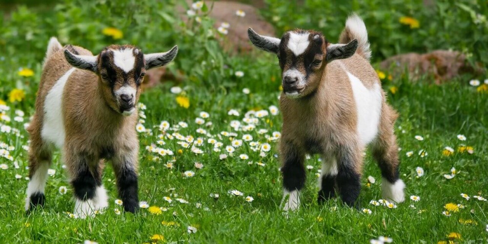 Goats are very profitable without a lot of expense (1)