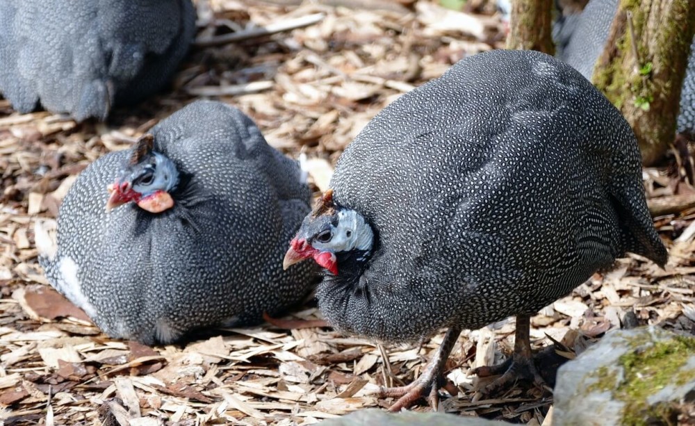 Guinea Fowl are great protectors of chickens (1)