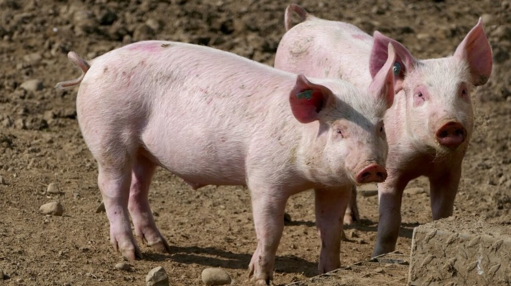 Pigs become profitable when they can forage for most of their food1 (1)