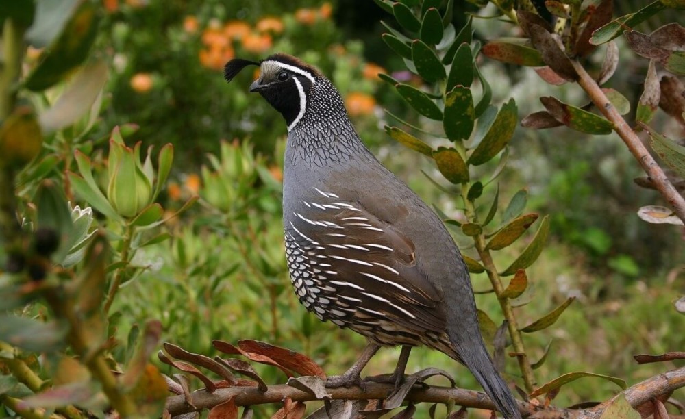Quail are easy to raise on little land1 (1)